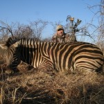 2014 Greg Schweppe African Zebra